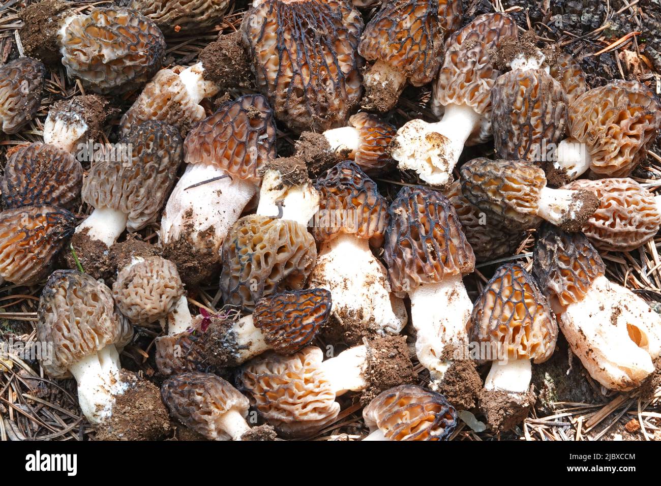 A basket of fresh morel mushrooms, one of the world's most edible gourmet wild mushrooms. Stock Photo