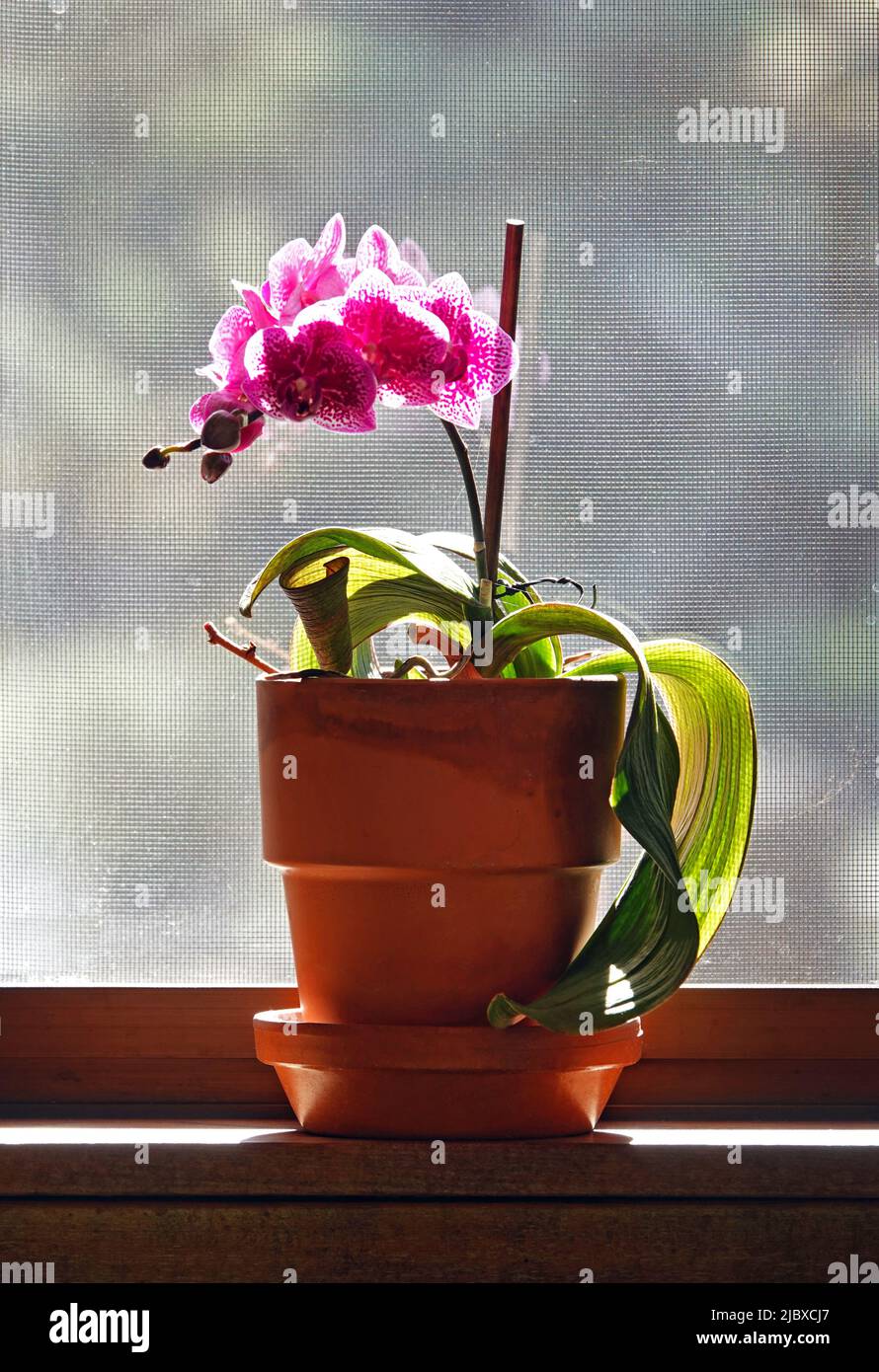 A pink orchid growing in a clay pot, sitting on a window sill. Stock Photo