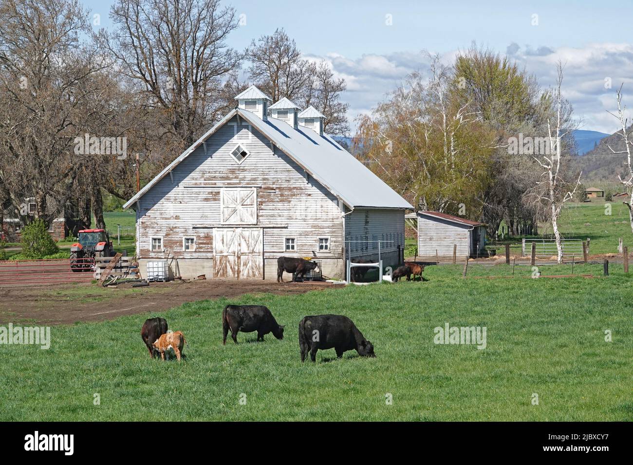 Black Angus cattle in a pasture near and old wooden barn in the White River area of northern Oregon. Stock Photo