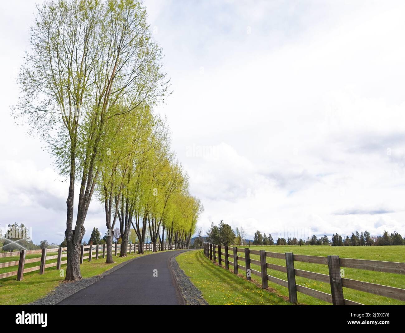 A rural farm road line with newly leafing willow trees on a spring day in Tumalo, Oregon. Stock Photo