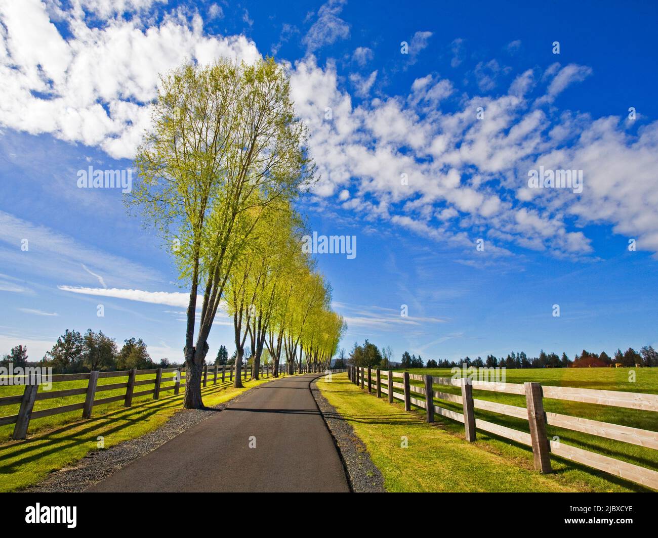 Willow trees budding out in spring along a rural ranch driveway in Tumalo, Oregon. Stock Photo
