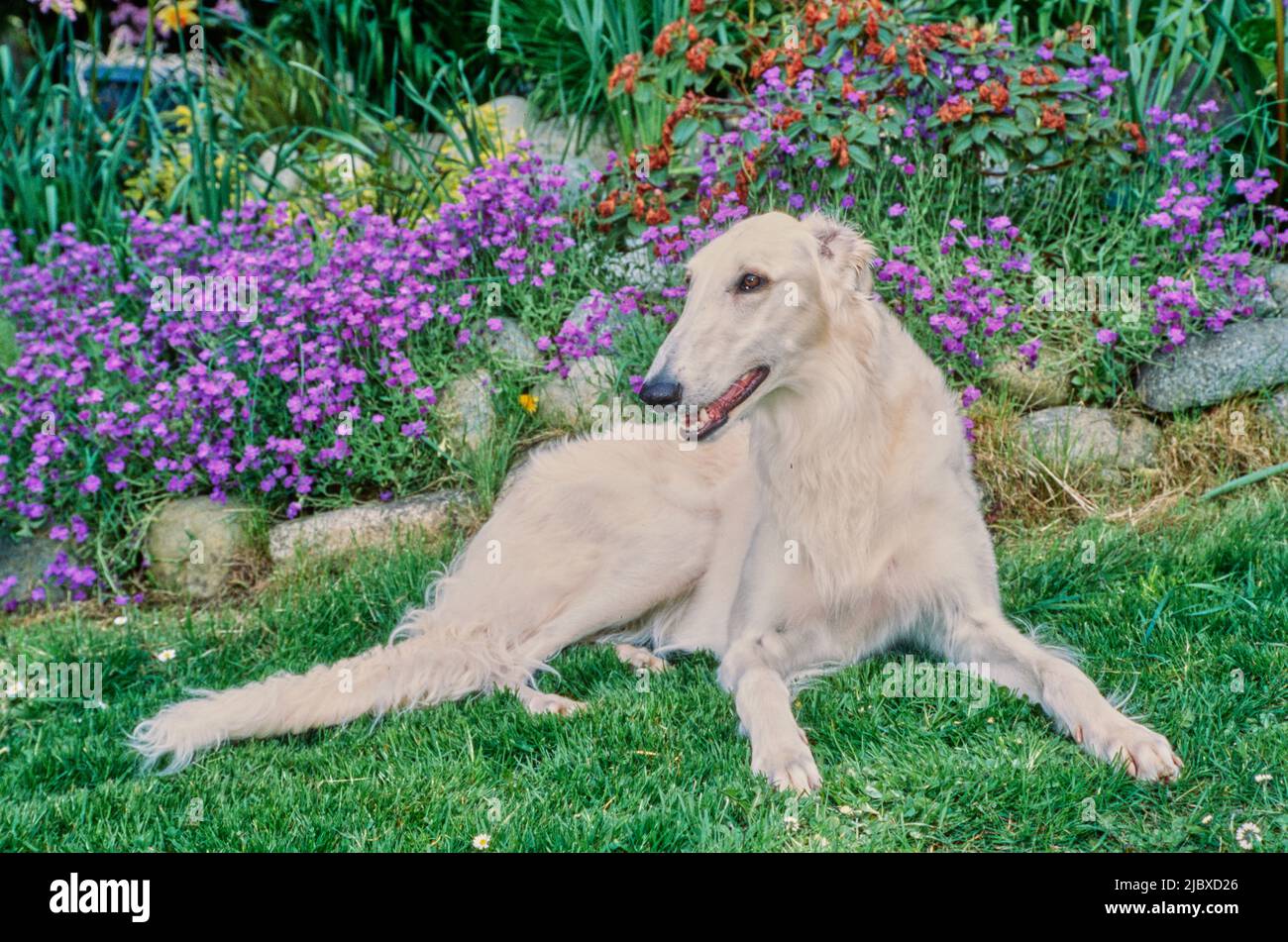 A Borzoi dog laying in front of a garden of purple red and yellow