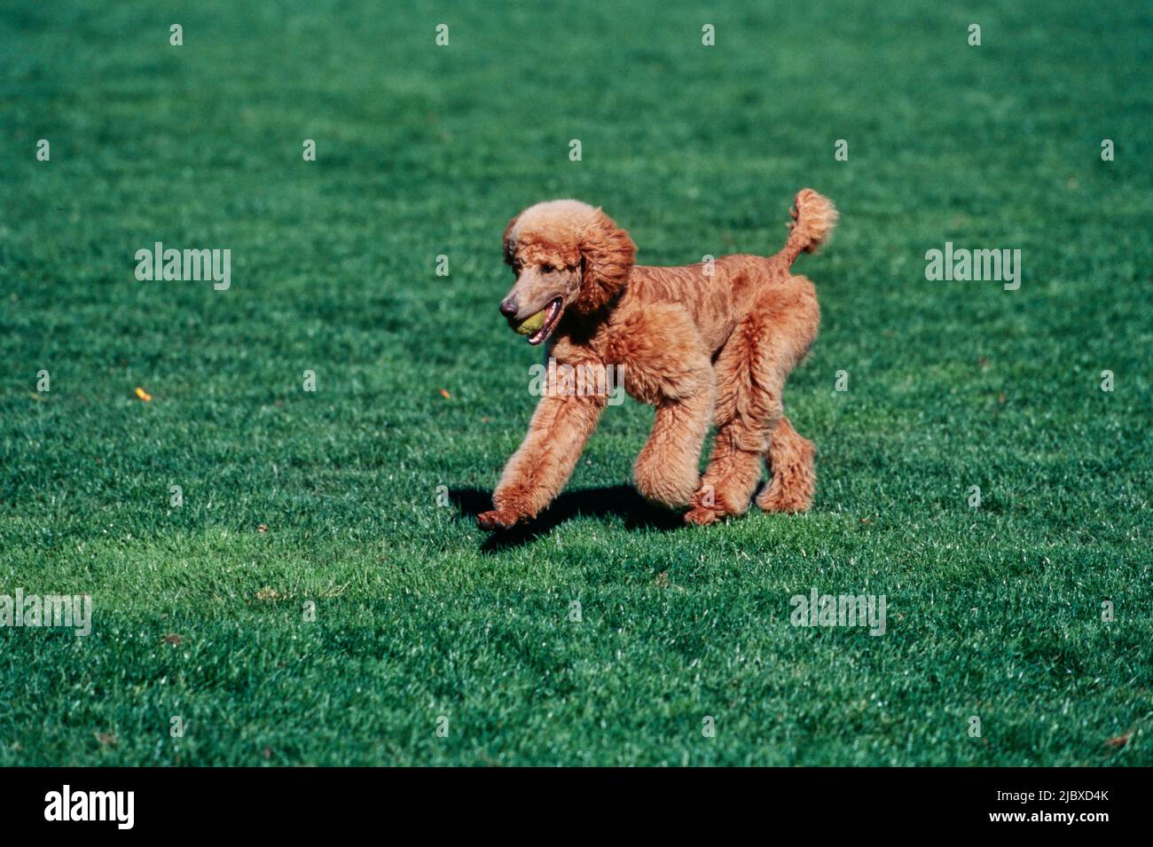 A standard poodle running across a green lawn with a tennis ball in its