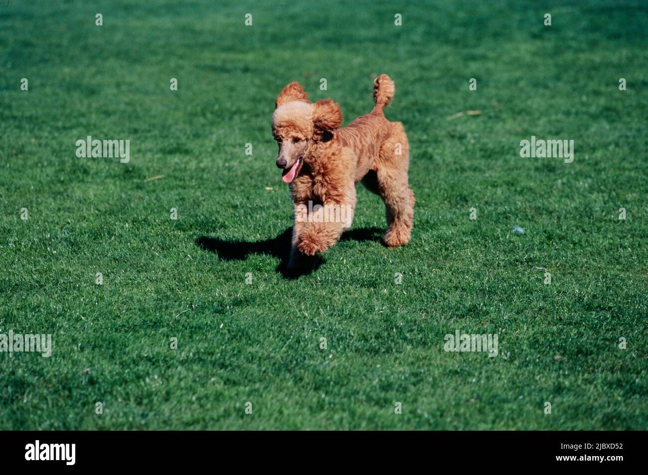 A standard poodle running across a green lawn Stock Photo Alamy