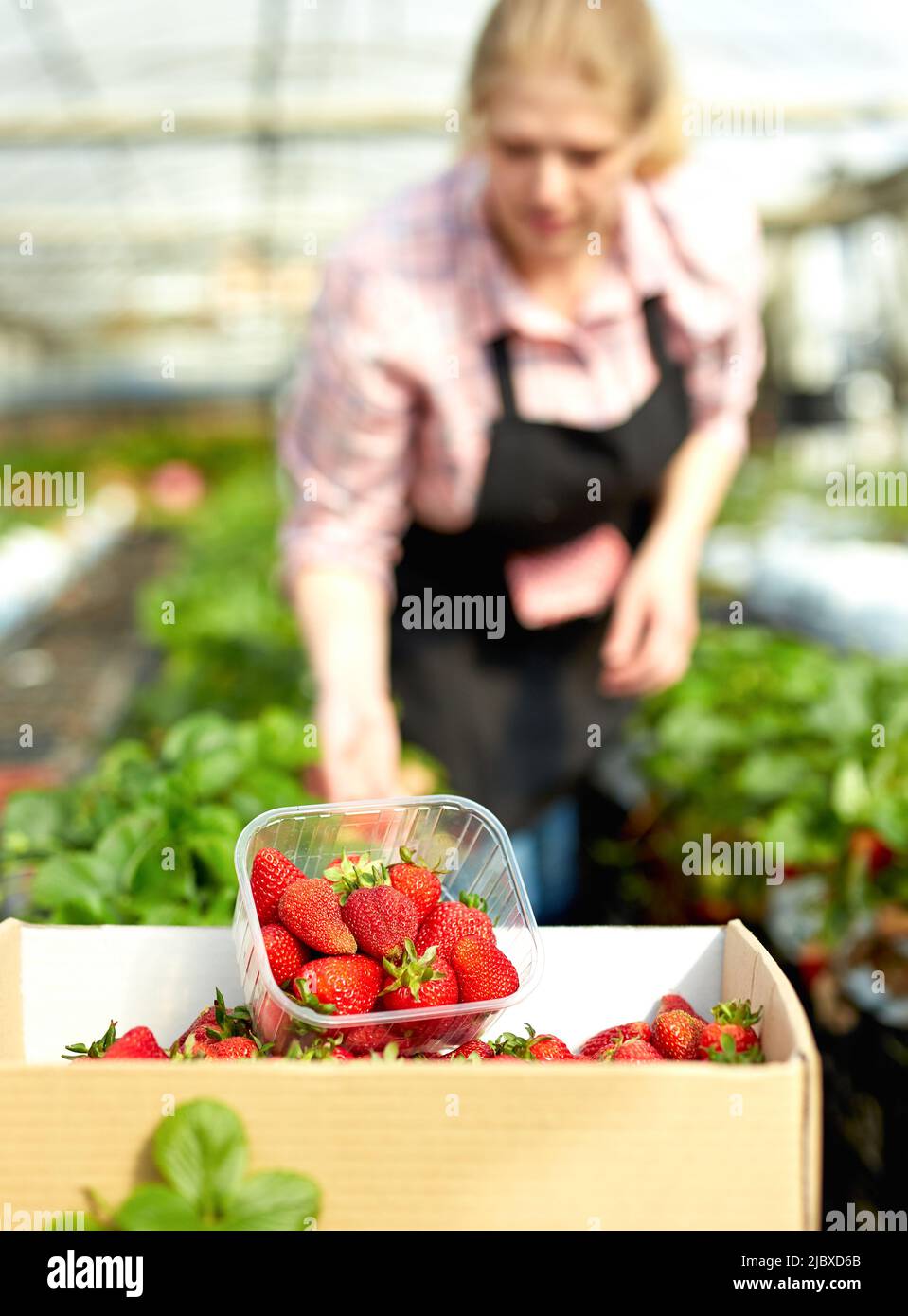 Woman gardener in apronduring harvesting of fresh strawberries Stock Photo