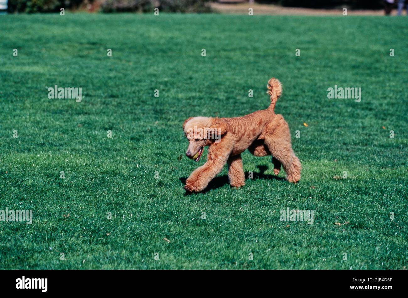 A standard poodle running across a green lawn with a tennis ball in its