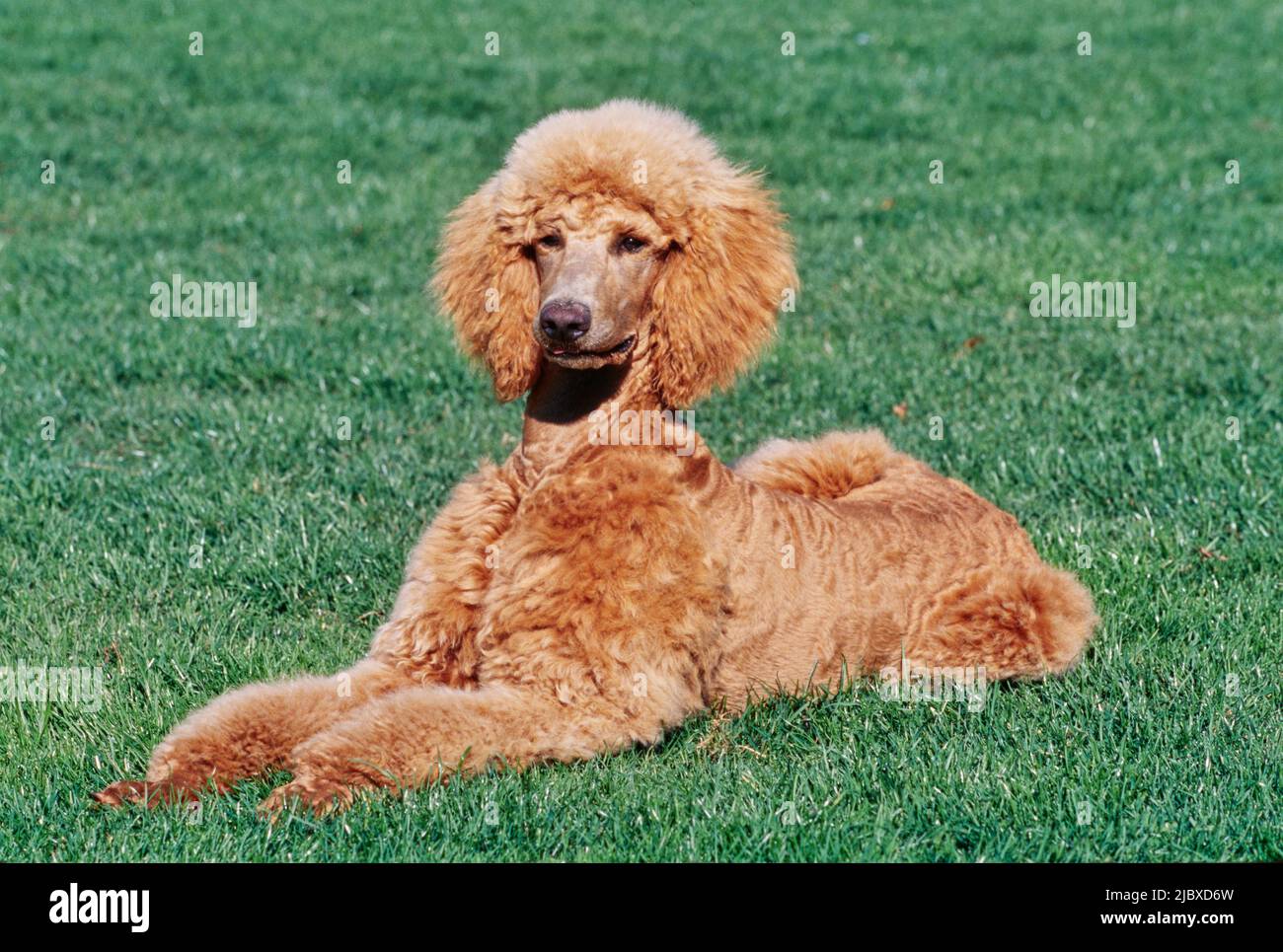 A standard poodle laying in a green lawn Stock Photo - Alamy