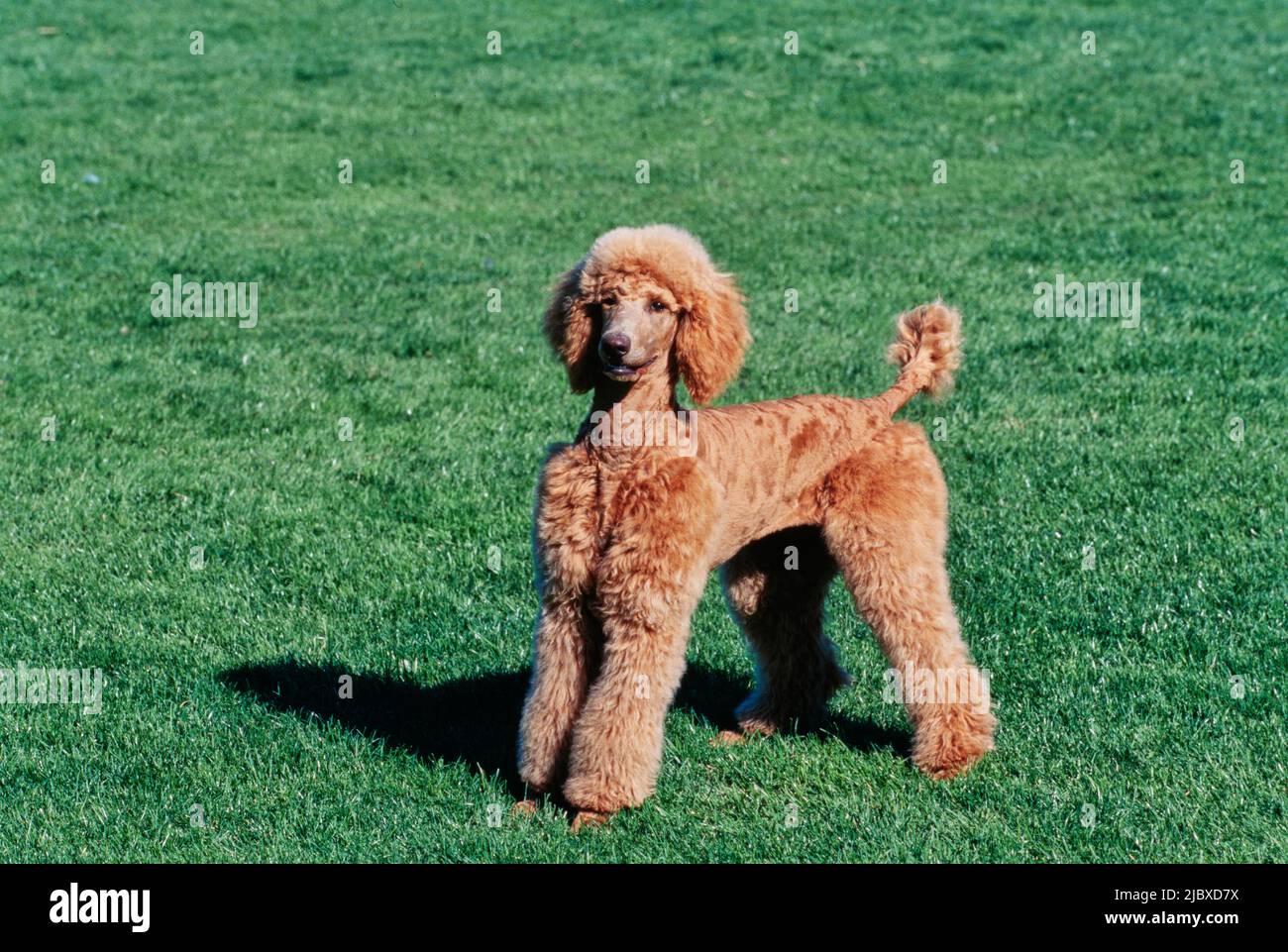 A standard poodle standing in a green lawn Stock Photo - Alamy