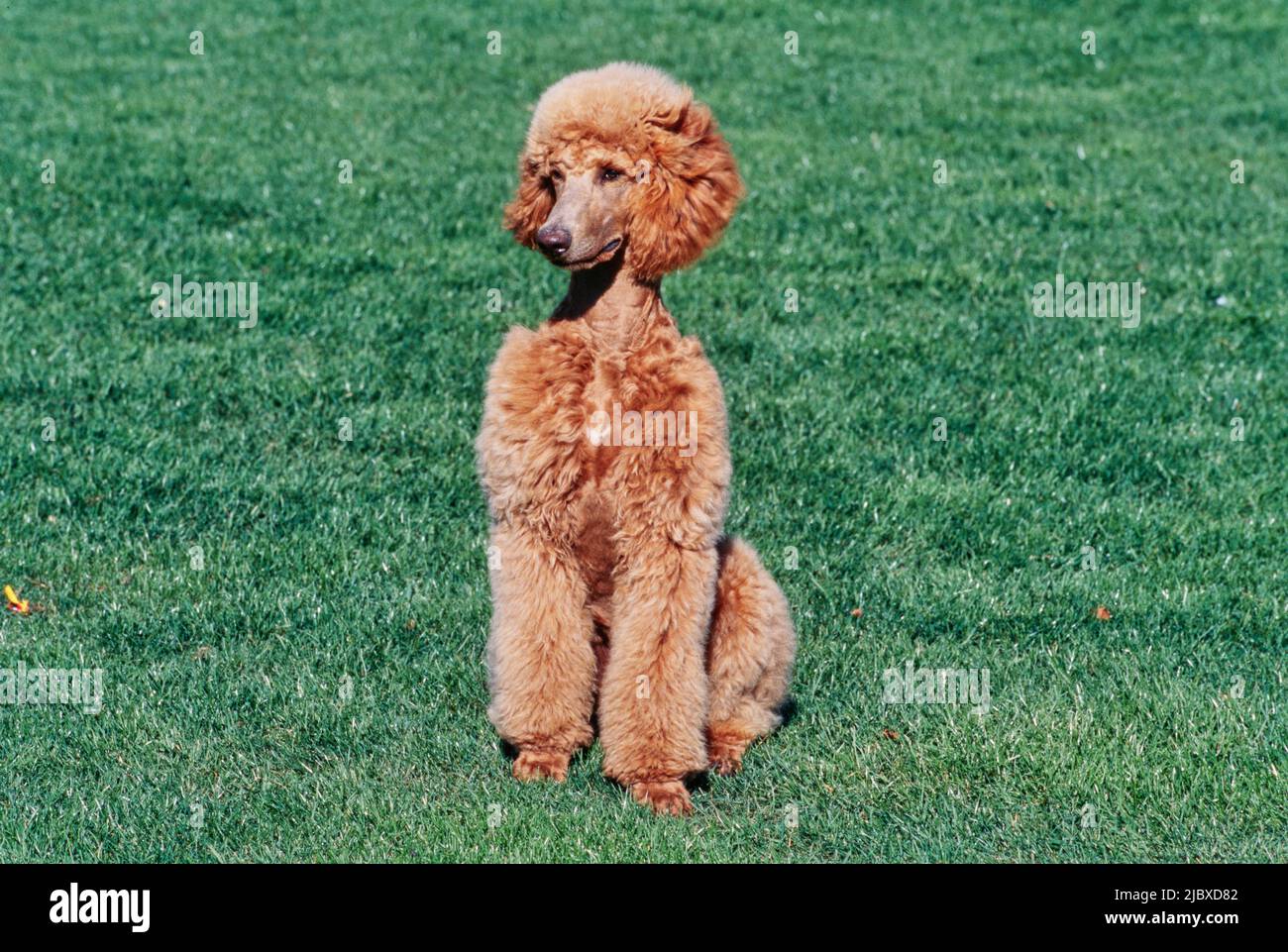A standard poodle sitting in a green lawn Stock Photo - Alamy