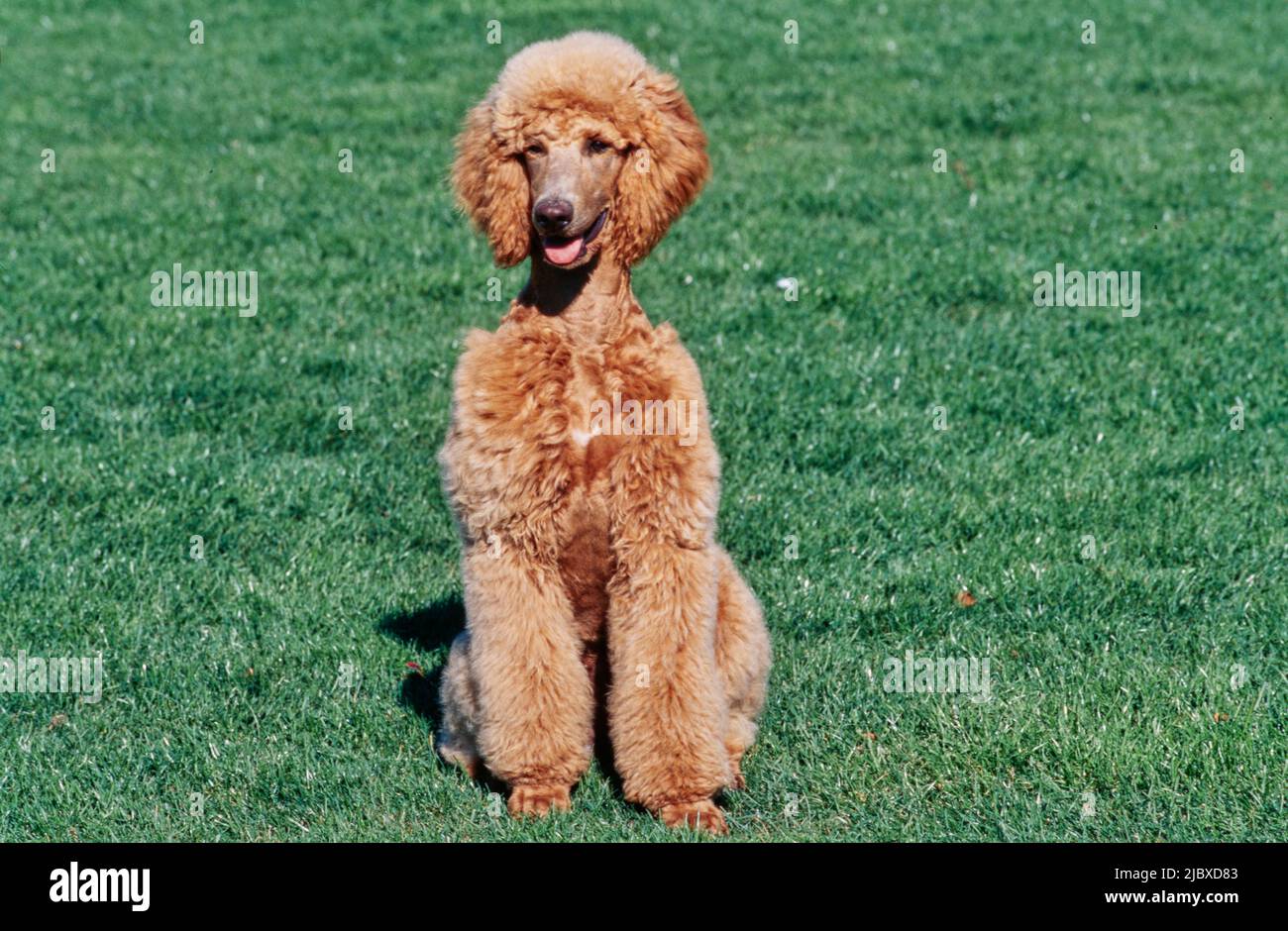 A standard poodle sitting in a green lawn Stock Photo - Alamy