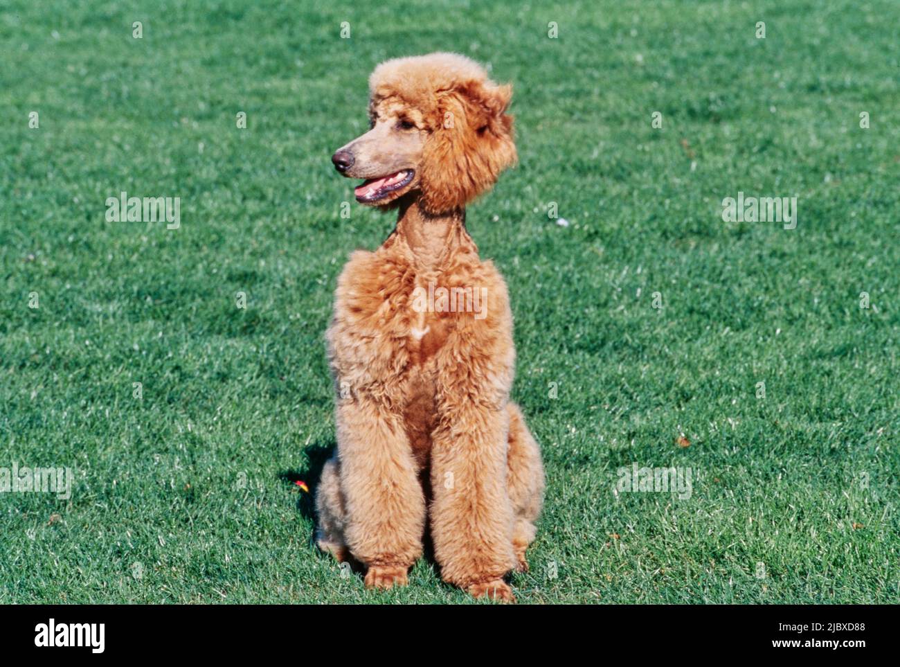 A standard poodle sitting in a green lawn Stock Photo - Alamy