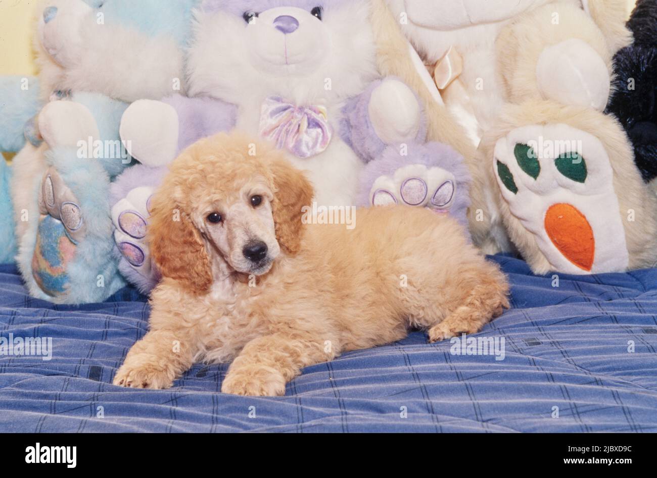 A standard poodle puppy with stuffed toys Stock Photo Alamy