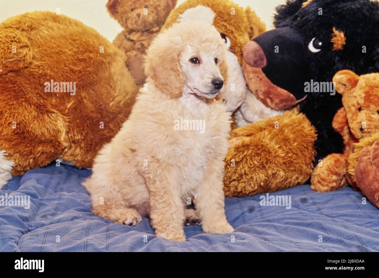 A standard poodle puppy with stuffed toys Stock Photo Alamy