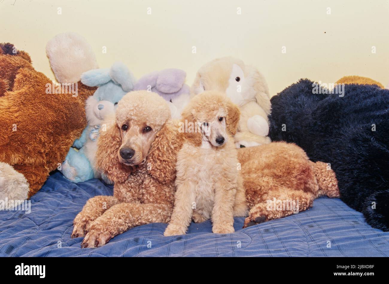 A standard poodle puppy and its mother with stuffed toys Stock Photo