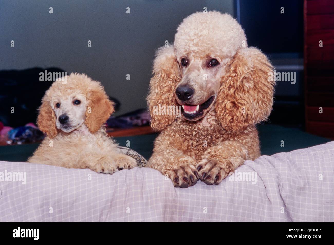 A standard poodle puppy and its mother with their paws on the edge of a