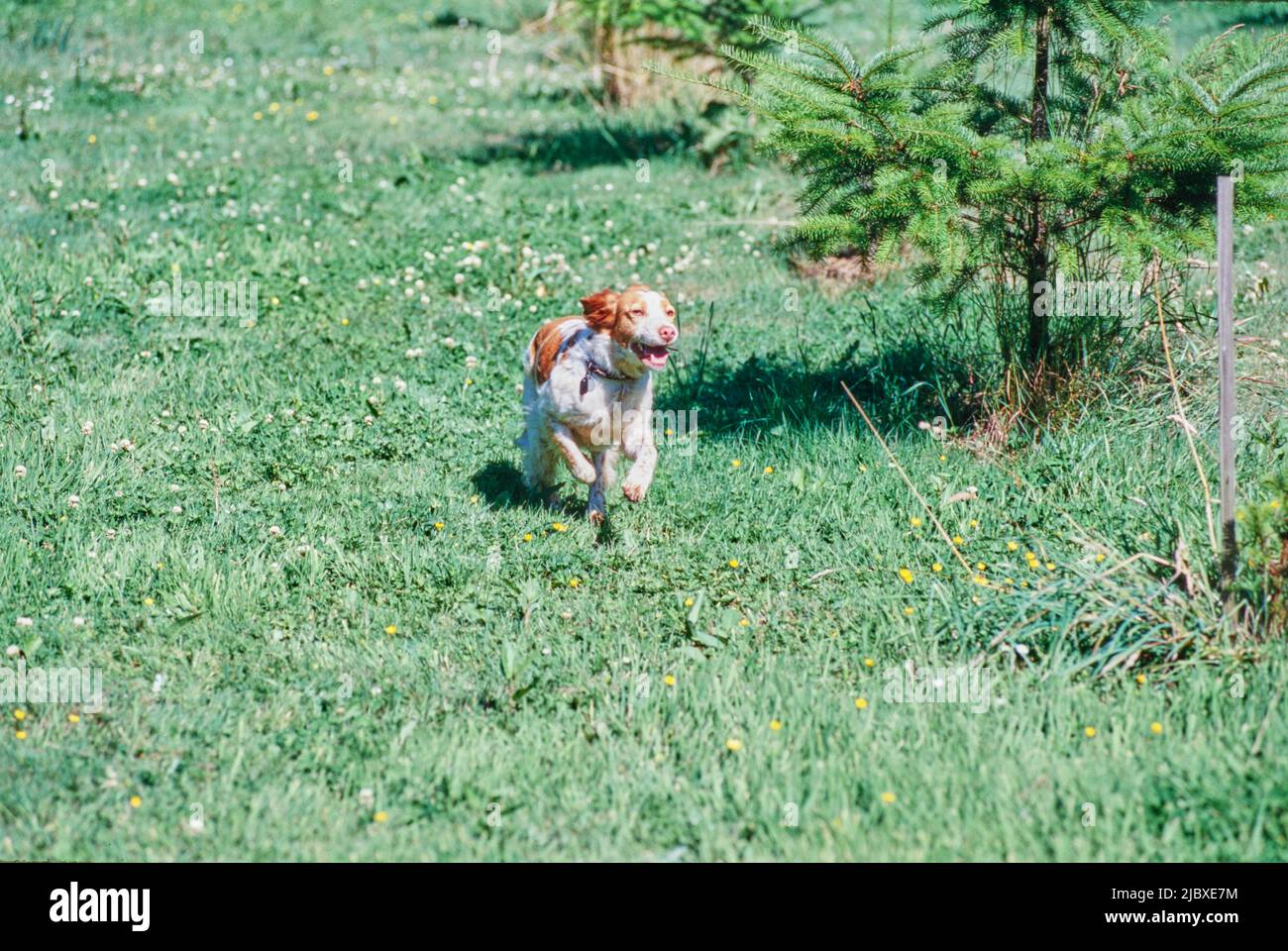A Brittany dog running through a green field Stock Photo