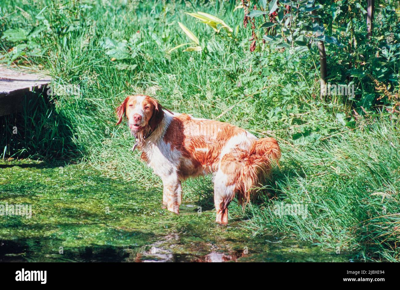 A Brittany dog wading into algae covered water Stock Photo