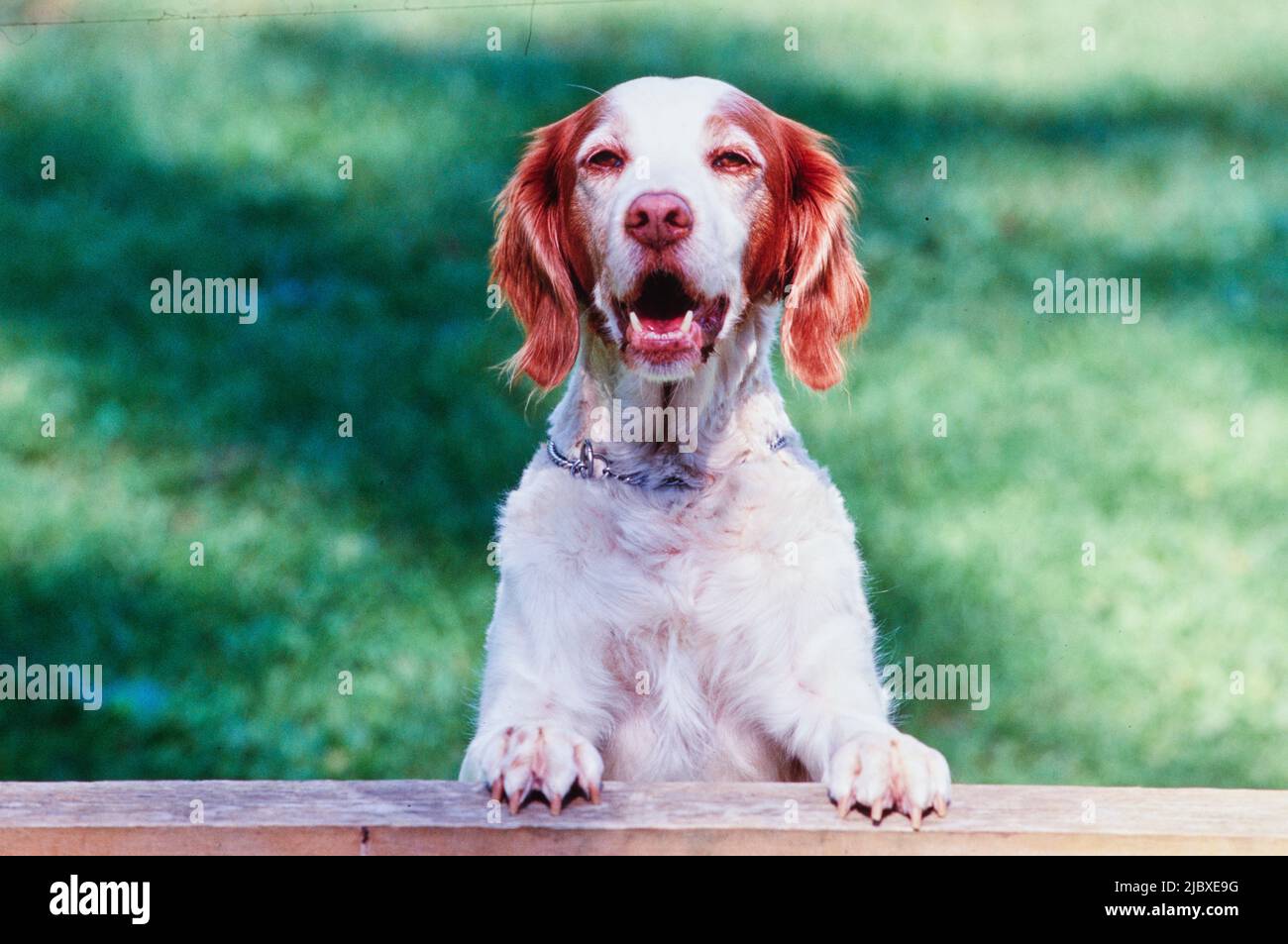 A Brittany dog sitting up with its paws resting on a rail Stock Photo