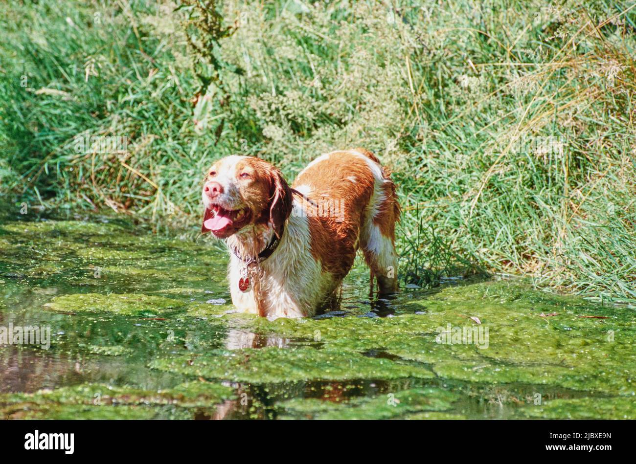A Brittany dog wading into algae covered water Stock Photo