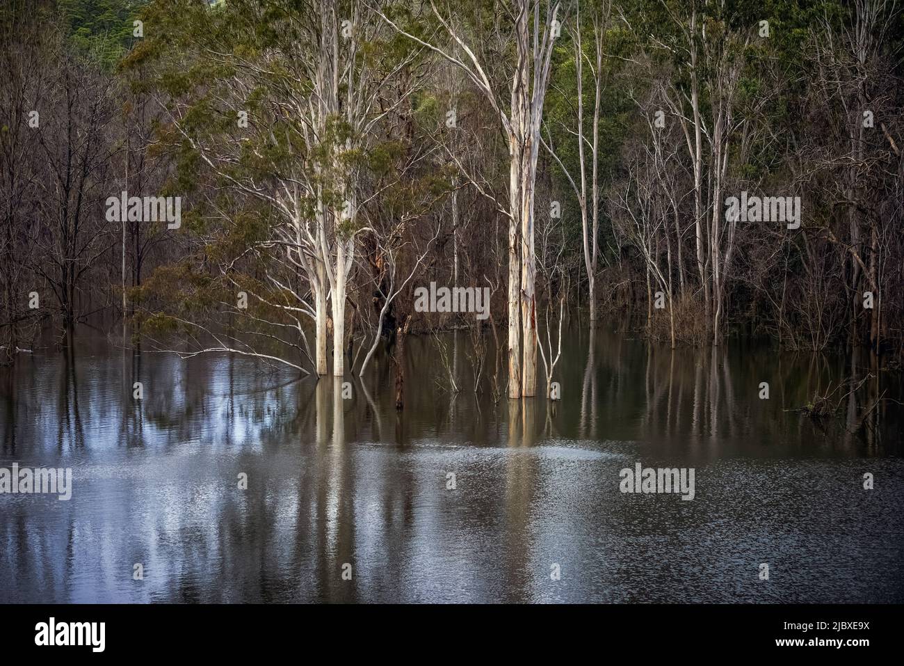 Waterlogged marsh land in Australian hinterland Stock Photo Alamy