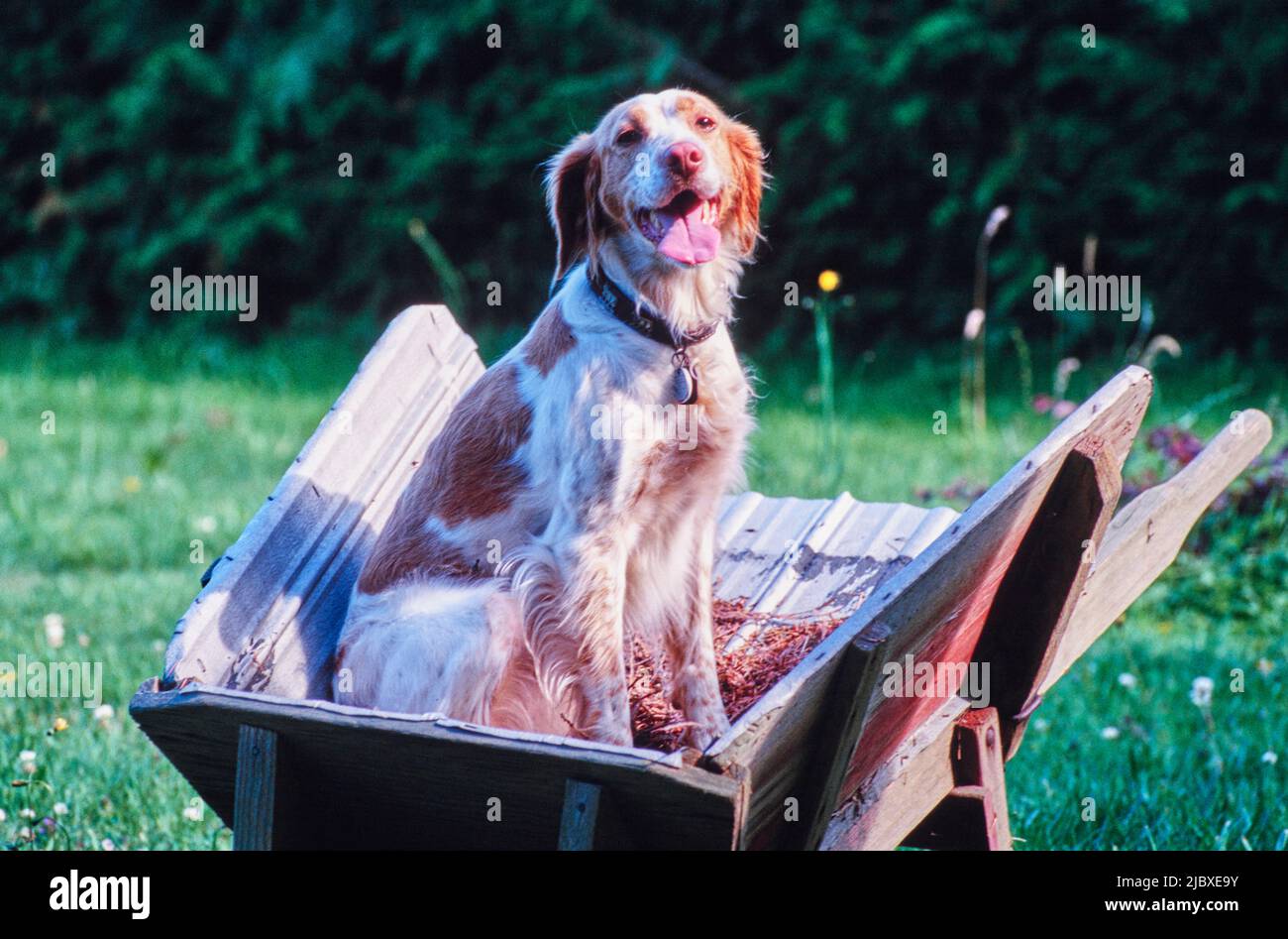 A Brittany dog sitting in a wheelbarrow Stock Photo