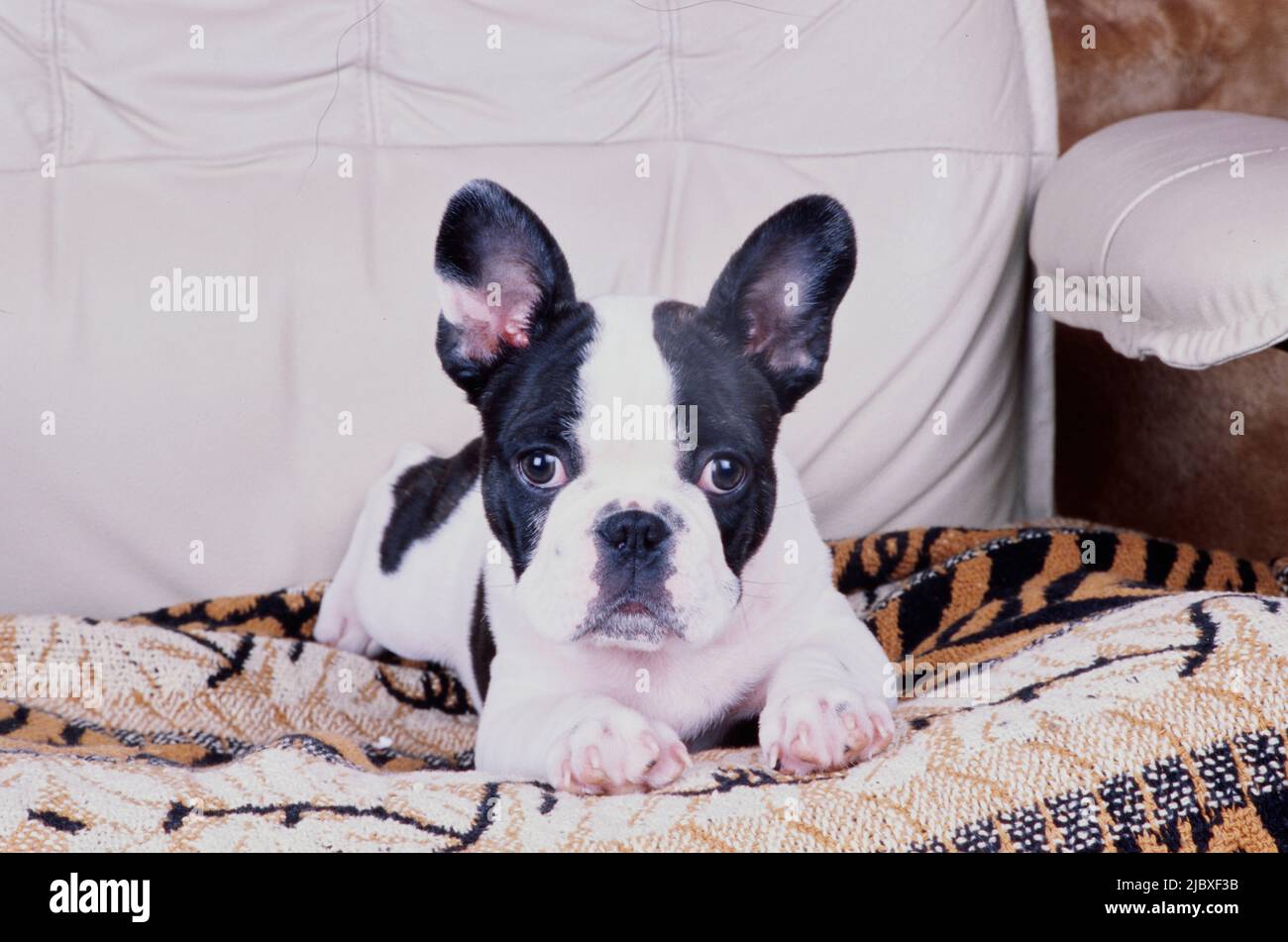 French bulldog print blanket sale