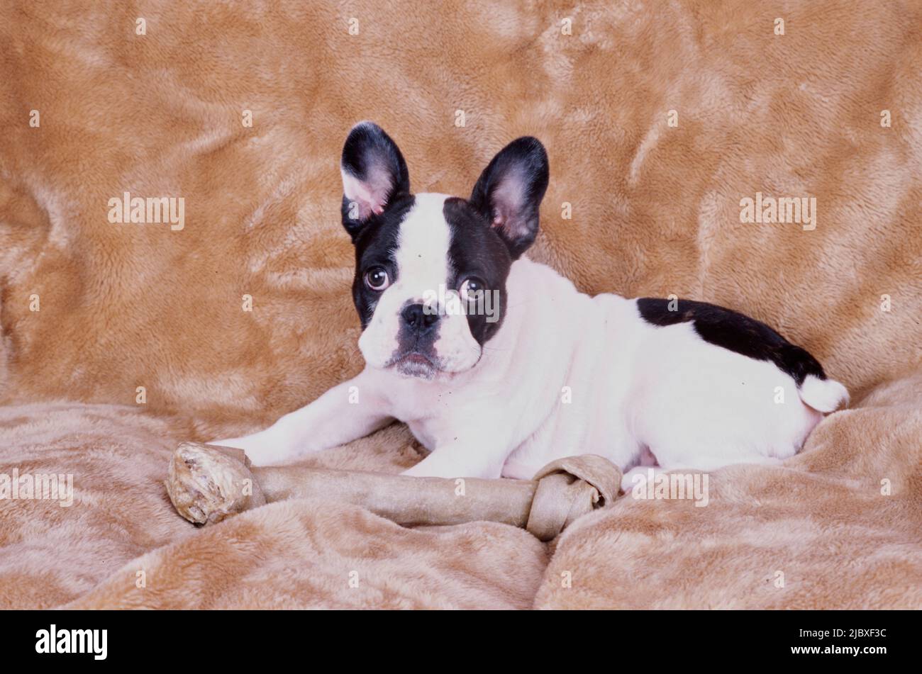 A pied French bulldog laying with a chew bone on a fuzzy blanket Stock