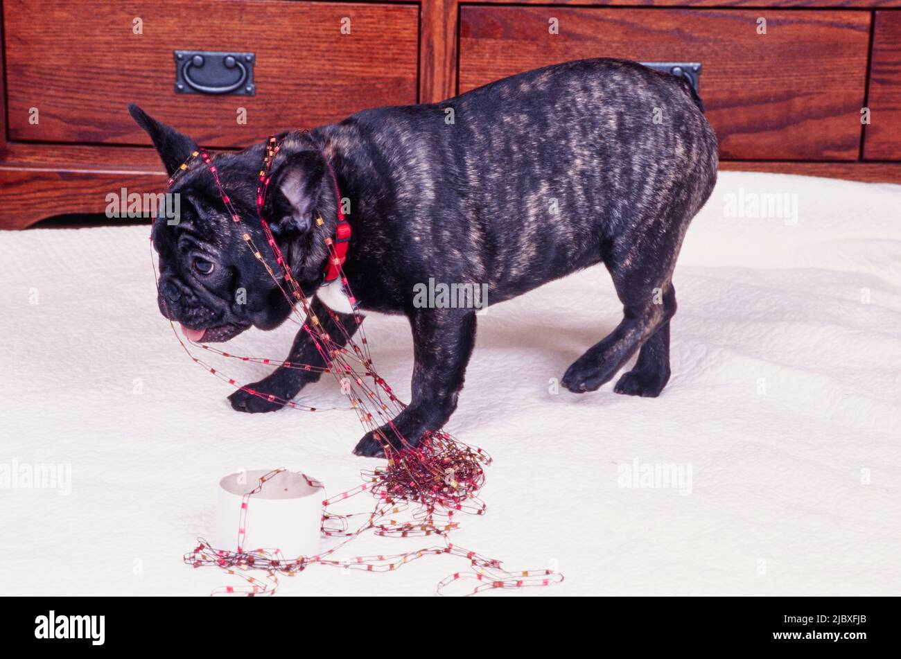 White brindle bulldog hi-res stock photography and images - Alamy