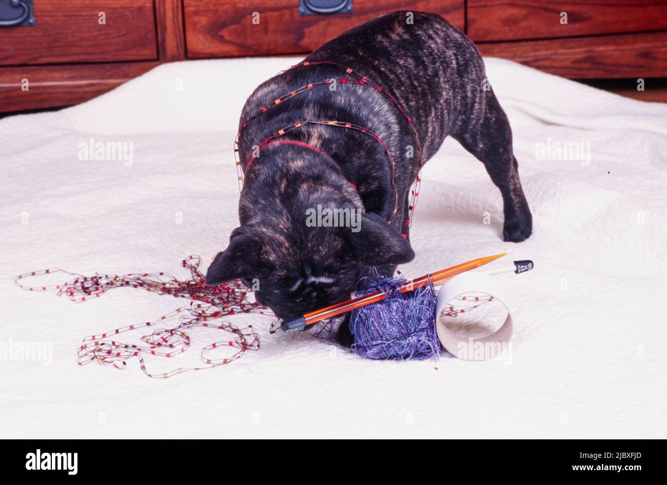 White brindle bulldog hi-res stock photography and images - Alamy