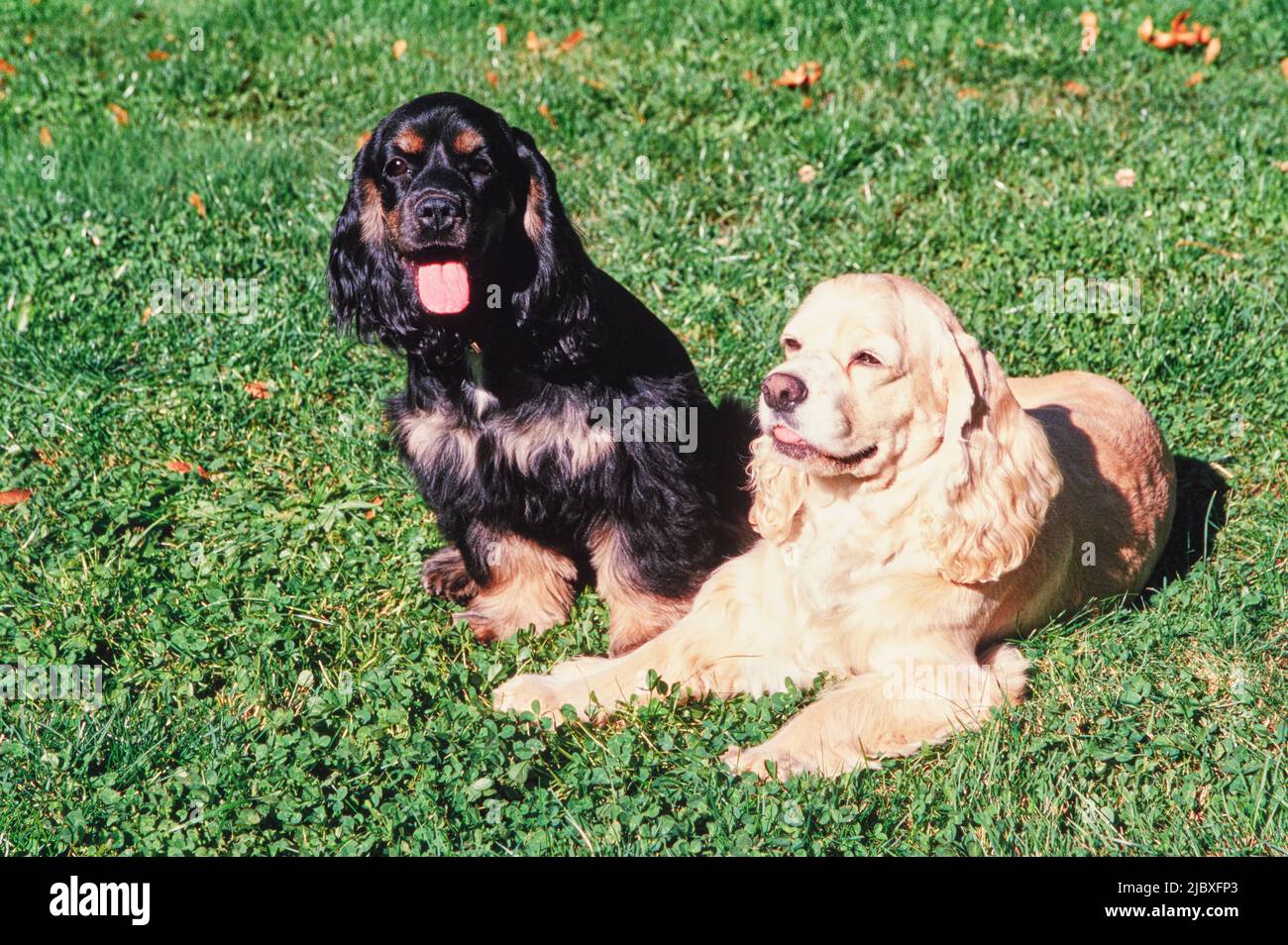 Two American Cocker Spaniels sitting in grass and clover Stock Photo