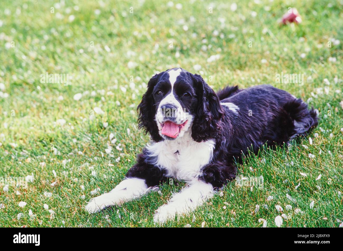 A black and white American Cocker Spaniel laying in a grass lawn Stock