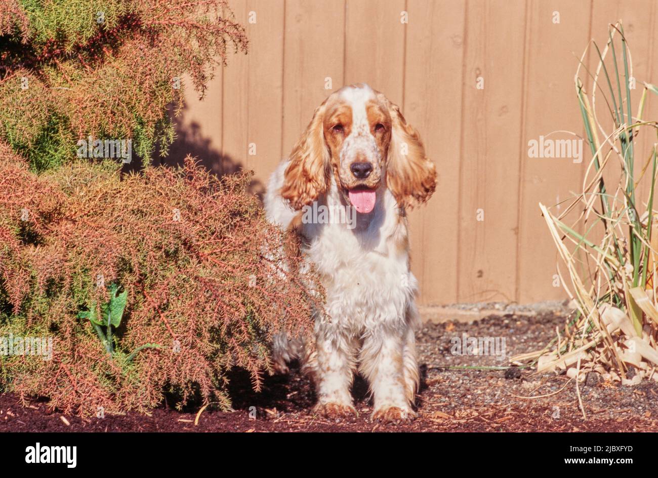 A red and white English cocker spaniel standing in a garden bed Stock Photo Alamy