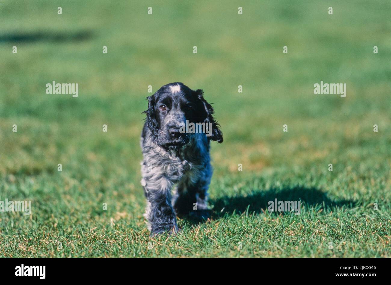 A blue roan English cocker spaniel puppy running across a green lawn