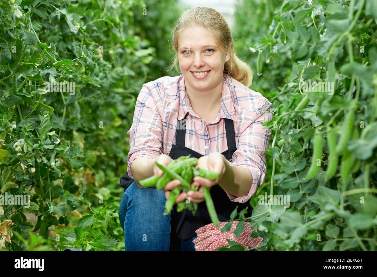 Woman farmer harvesting green peas in a greenhouse Stock Photo