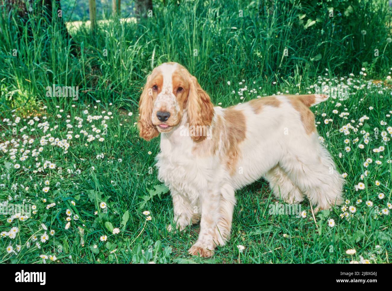 A red and white English cocker spaniel standing in green grass with ...
