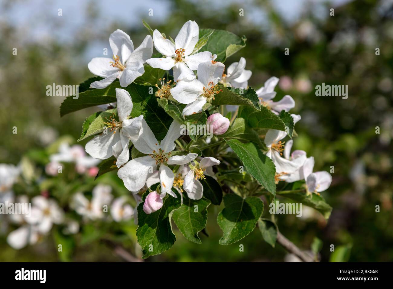 Apple Blossoms, Apple orchard, Spring, Michigan, USA, by James D Coppinger/Dembinsky Photo Assoc Stock Photo