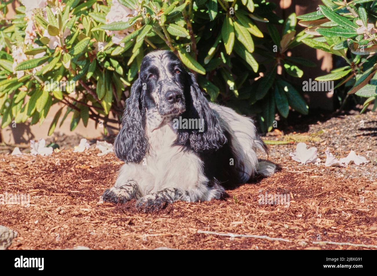 A black and white ticked English cocker spaniel laying in garden mulch Stock Photo