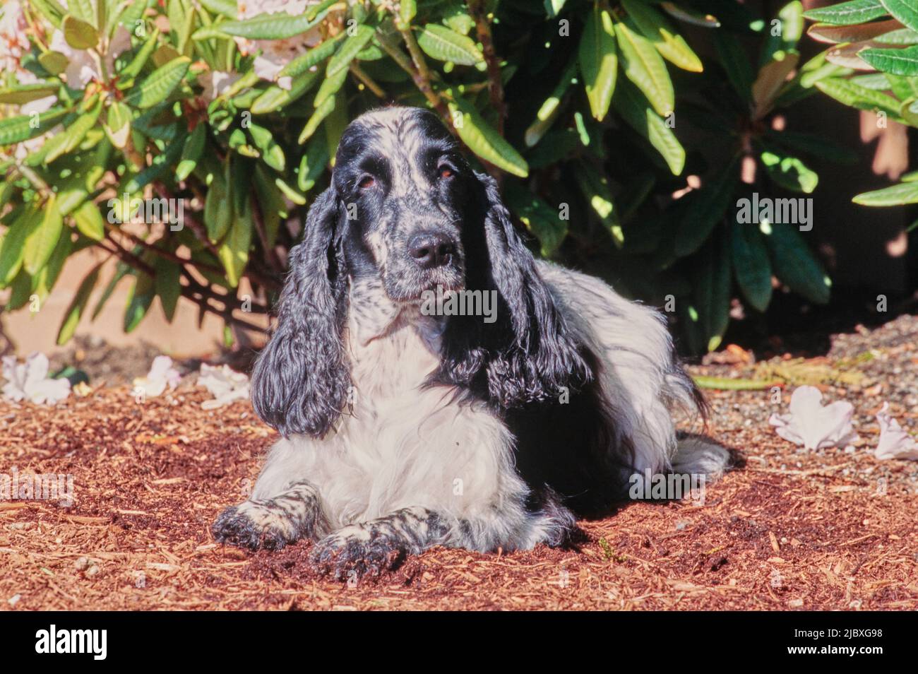 A black and white ticked English cocker spaniel laying in garden mulch Stock Photo
