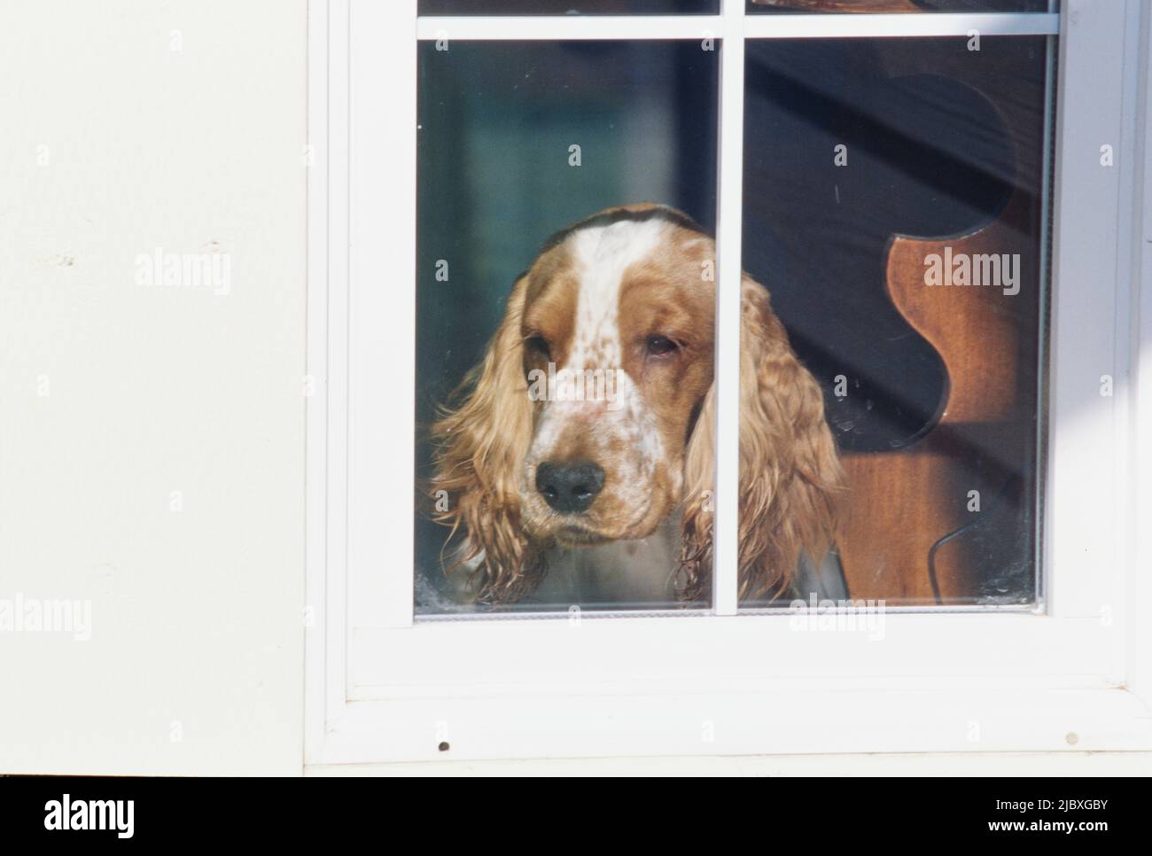 A red and white English cocker spaniel looking out through a window Stock Photo