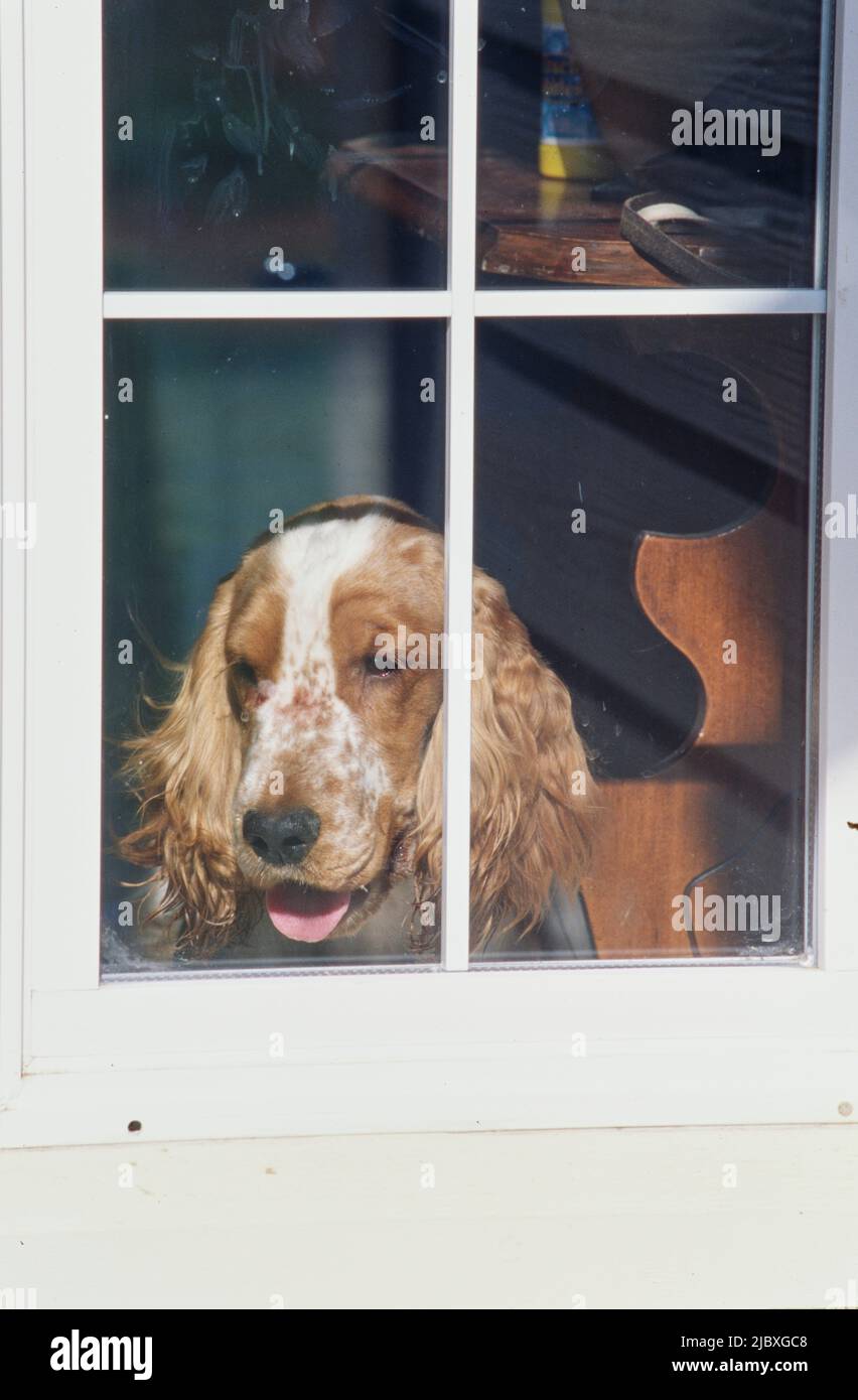 A red and white English cocker spaniel looking out through a window Stock Photo