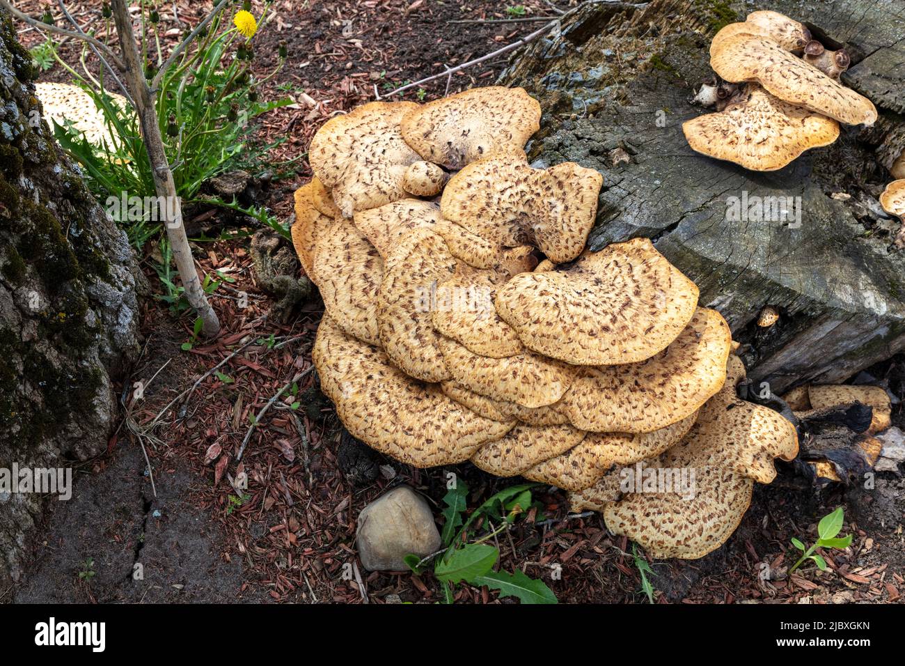 Dryad's Saddle Mushroom, growing from dead tree stump, Hartwick Pines