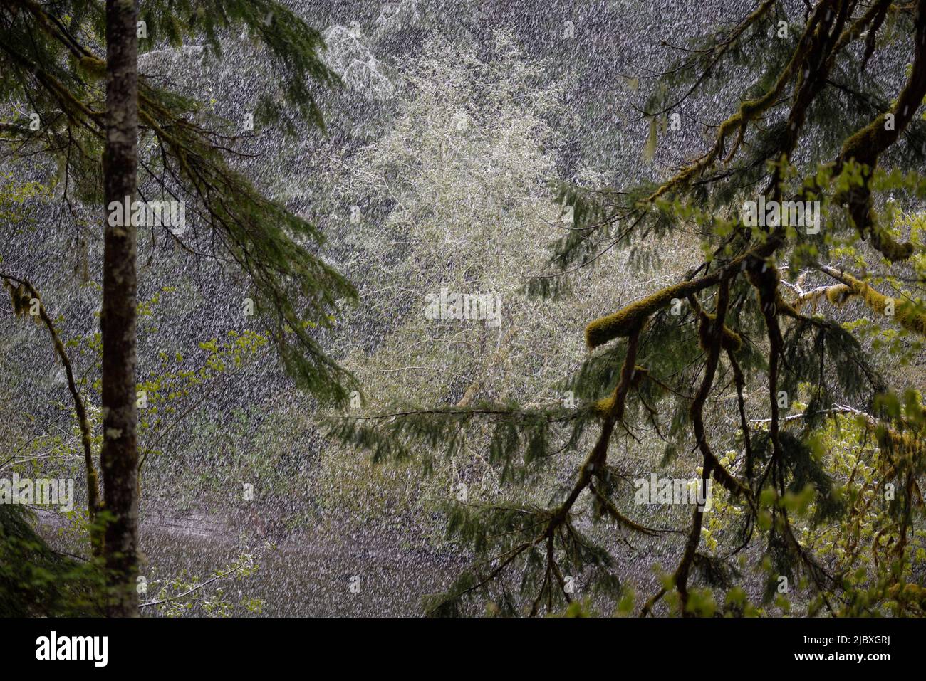 Late Spring Snow on the Sol Duc River Stock Photo - Alamy