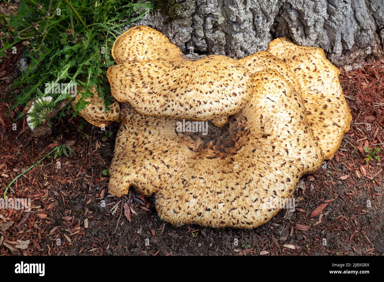 Dryad's Saddle Mushroom, growing from dead tree stump, Hartwick Pines
