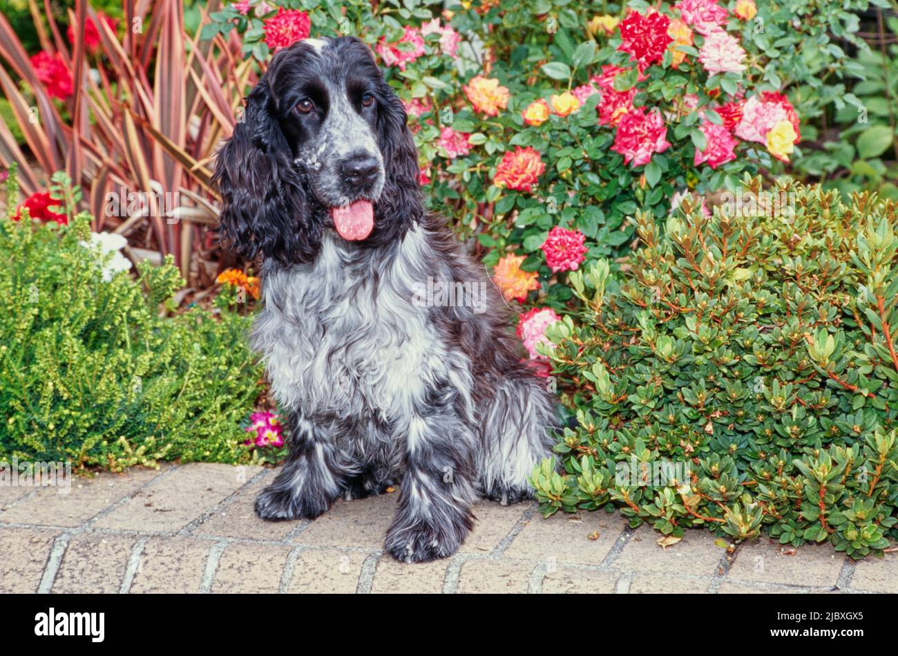 A blue roan English cocker spaniel sitting on a brick planter with red orange and yellow flowers behind Stock Photo
