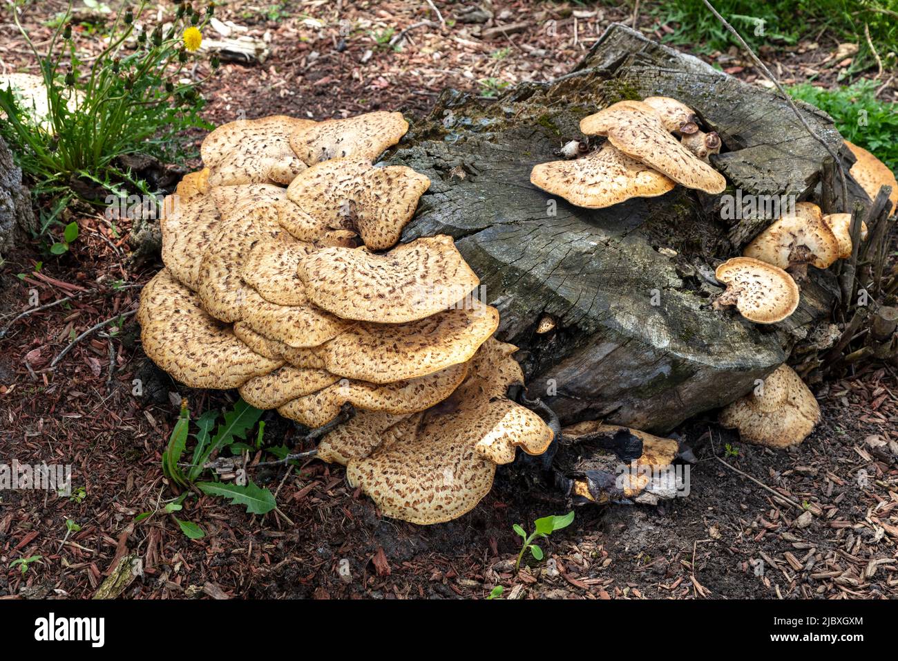 Dryad's Saddle Mushroom, growing from dead tree stump, Hartwick Pines