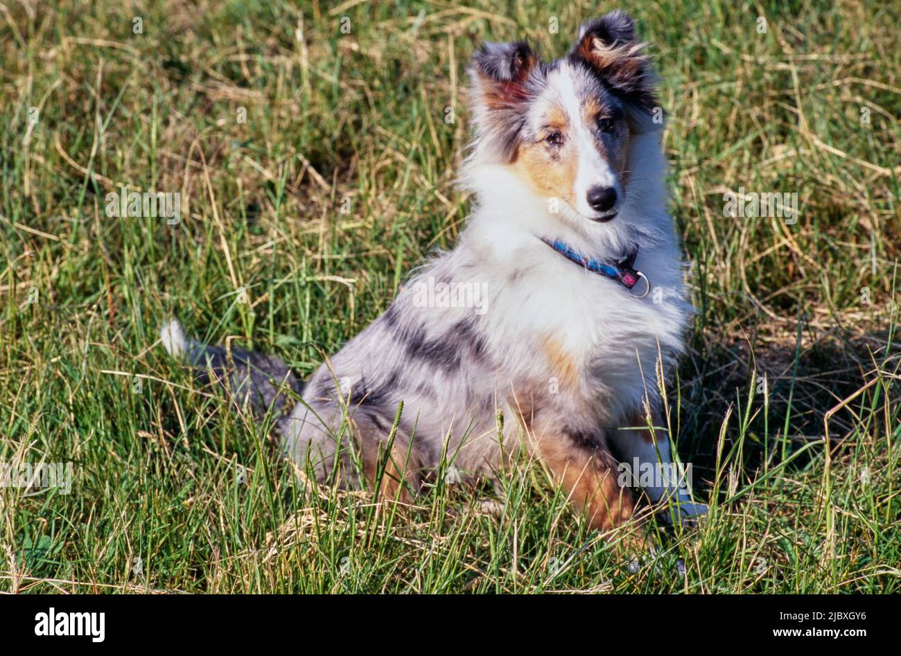 A sheltie dog sitting in a grassy field Stock Photo