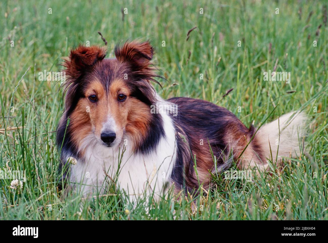 A sheltie dog laying in a grassy field Stock Photo