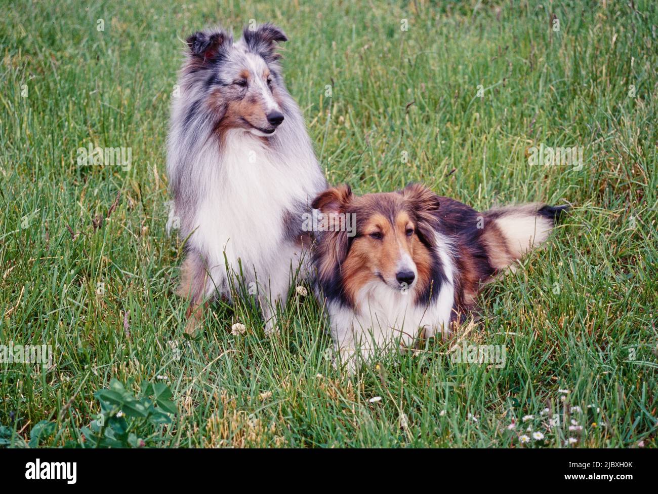 Two sheltie dogs in a grassy field Stock Photo