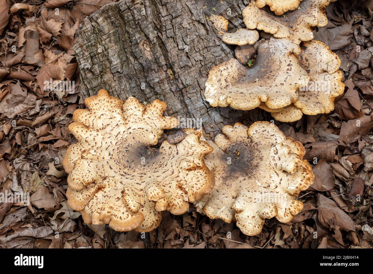 Dryad's Saddle Mushroom, growing from dead tree stump, Hartwick Pines