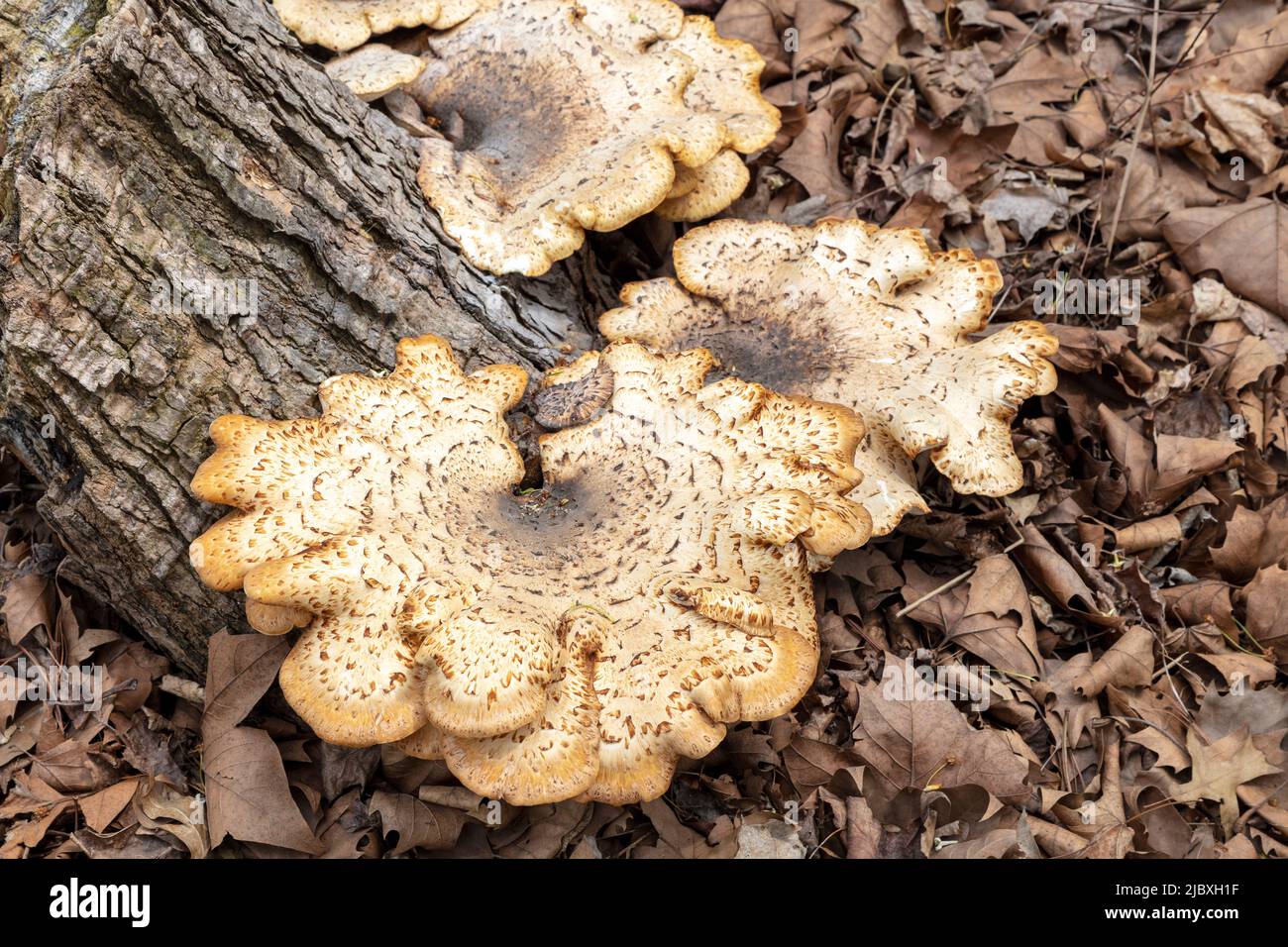 Dryad's Saddle Mushroom, growing from dead tree stump, Hartwick Pines SF, Michigan, Spring, by James D Coppinger/Dembinsky Photo Assoc Stock Photo